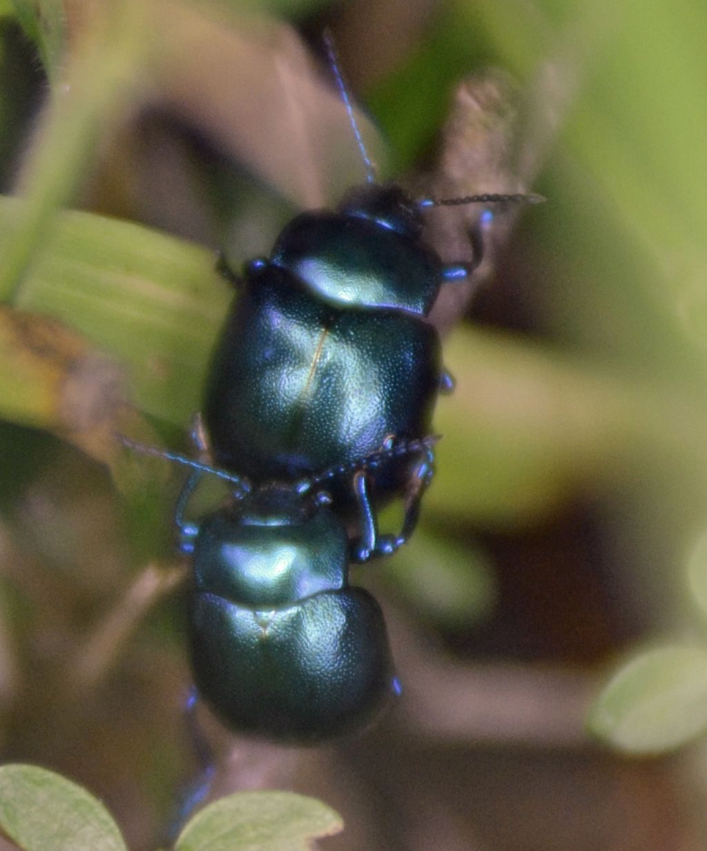 Chrysolina olivieri ssp. veneta, Chrysomelidae